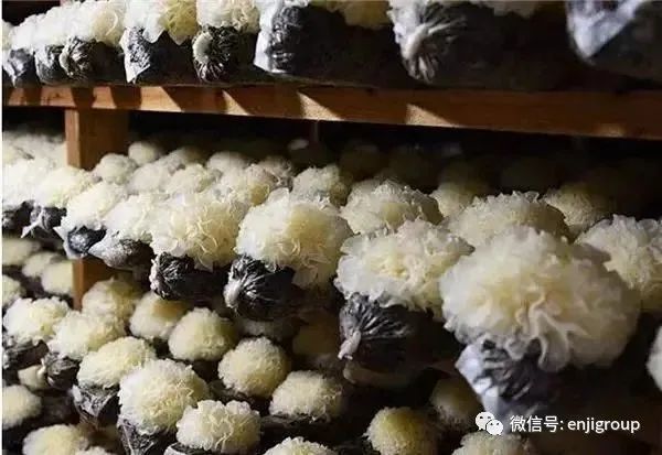 精品乱码久久久久久中文字幕